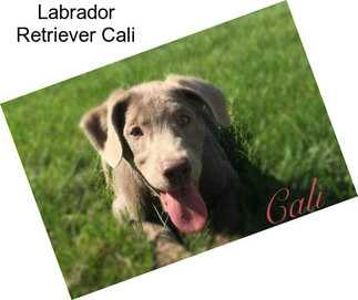 Labrador Retriever Cali