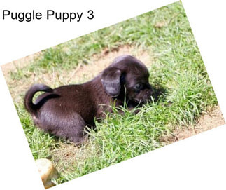 Puggle Puppy 3