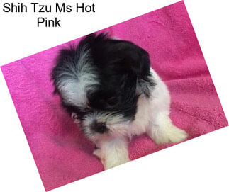 Shih Tzu Ms Hot Pink