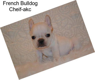 French Bulldog Cheif-akc