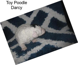 Toy Poodle Darcy