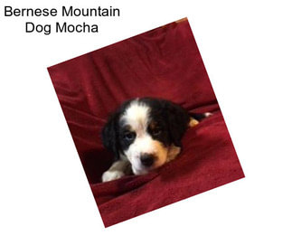 Bernese Mountain Dog Mocha