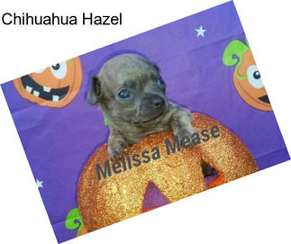 Chihuahua Hazel