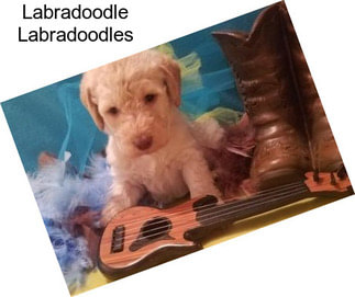 Labradoodle Labradoodles