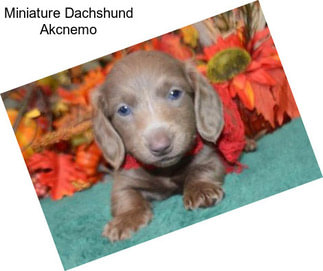 Miniature Dachshund Akcnemo