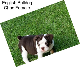 English Bulldog Choc Female