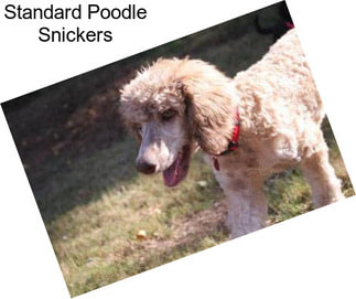 Standard Poodle Snickers