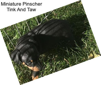 Miniature Pinscher Tink And Taw