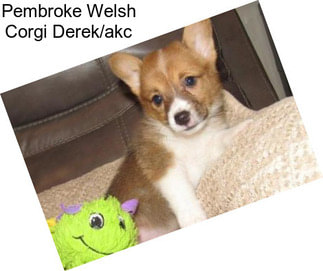 Pembroke Welsh Corgi Derek/akc