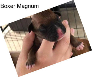 Boxer Magnum