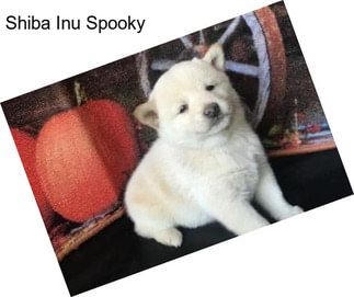 Shiba Inu Spooky