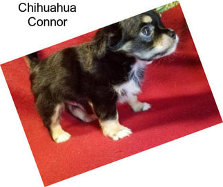 Chihuahua Connor