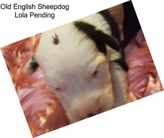 Old English Sheepdog Lola Pending
