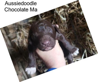 Aussiedoodle Chocolate Ma