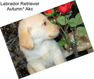 Labrador Retriever Autumn* Akc