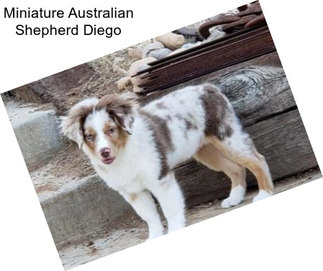 Miniature Australian Shepherd Diego