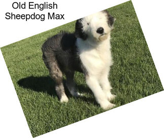 Old English Sheepdog Max
