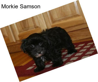 Morkie Samson