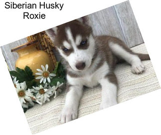 Siberian Husky Roxie