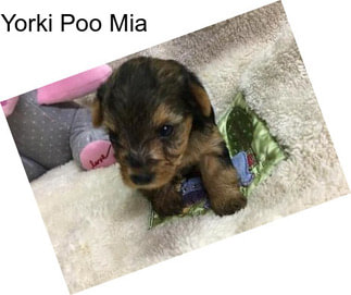 Yorki Poo Mia