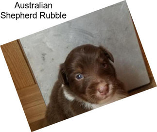 Australian Shepherd Rubble