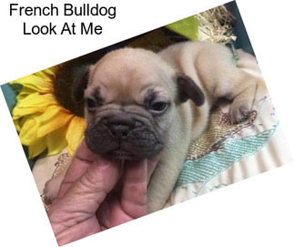 French Bulldog Look At Me