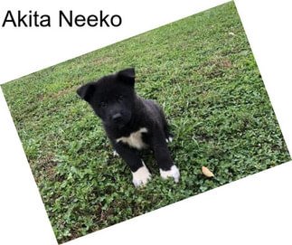 Akita Neeko