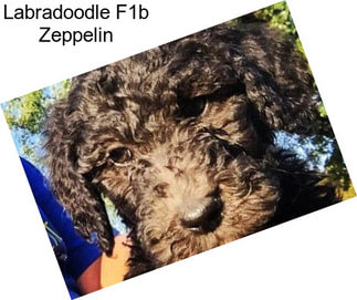 Labradoodle F1b Zeppelin