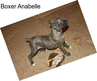 Boxer Anabelle