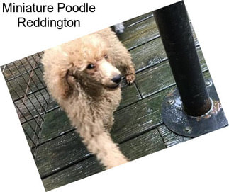 Miniature Poodle Reddington