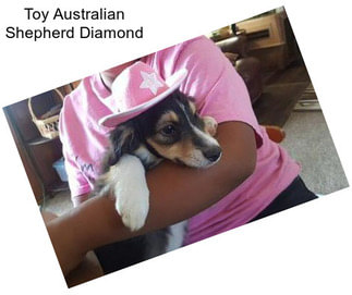 Toy Australian Shepherd Diamond