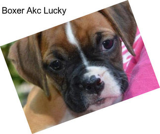 Boxer Akc Lucky