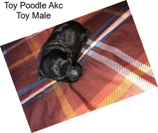 Toy Poodle Akc Toy Male