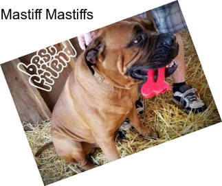 Mastiff Mastiffs