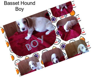 Basset Hound Boy