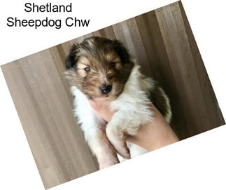 Shetland Sheepdog Chw