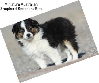 Miniature Australian Shepherd Snookers Rtm