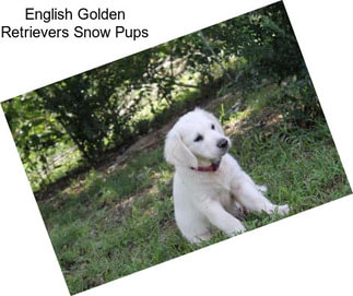 English Golden Retrievers Snow Pups