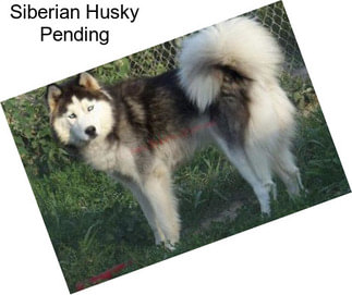 Siberian Husky Pending