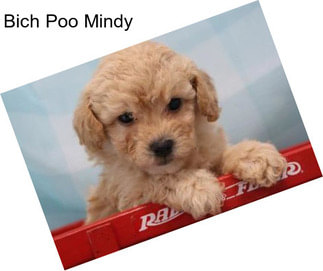 Bich Poo Mindy