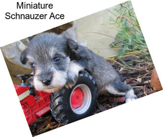 Miniature Schnauzer Ace