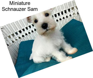 Miniature Schnauzer Sam