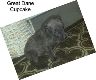 Great Dane Cupcake