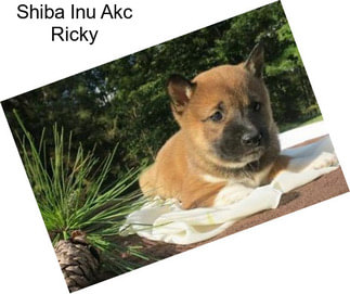 Shiba Inu Akc Ricky