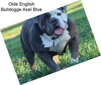 Olde English Bulldogge Axel Blue
