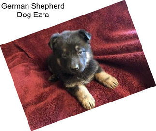 German Shepherd Dog Ezra