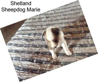 Shetland Sheepdog Marie