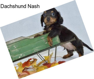 Dachshund Nash