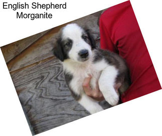 English Shepherd Morganite