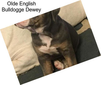 Olde English Bulldogge Dewey